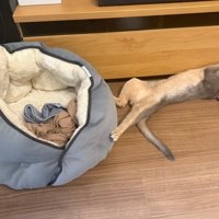 猫がベッドの横で寝ている