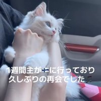 飼い主に抱っこされて画面右側を見つめる子猫