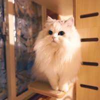 キャットタワーに座る猫