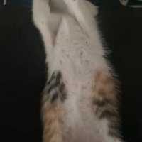 バンザイで寝る子猫