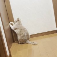 ドアをひっかいている猫