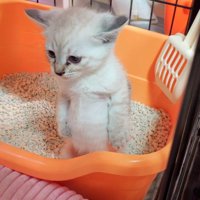 トイレの中で立ち上がる子猫