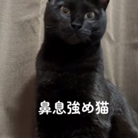 「鼻息強め猫」のテロップ写真