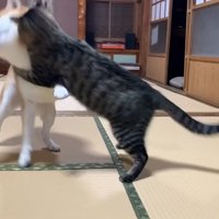 じゃれ合う犬とキジトラ