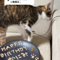 お皿の奥で画面向かって右側に顔を向けている猫
