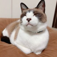 おねだりぽんちゃん