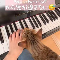 手に顔を近づける猫