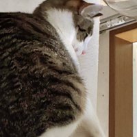 飼い主の手を見て背中を丸める猫