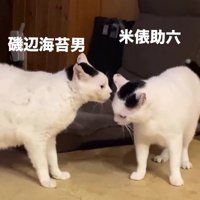 2匹の白黒猫