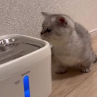 猫と自動給水機