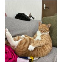 室内にいる猫
