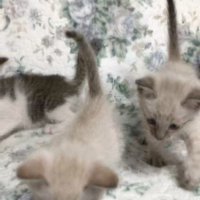 立っている3匹の子猫