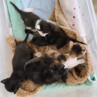 集まる子猫たち