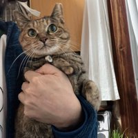 飼い主に抱っこされている猫