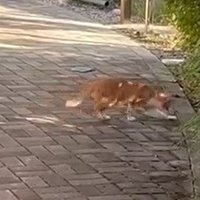 虫を取る子猫