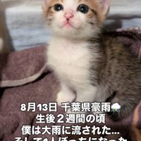 お座りする子猫