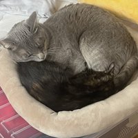 グレーとサビの猫