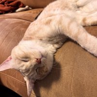 ソファで寝る猫