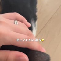 人に撫でられている猫
