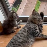 舌をぺろりと出して猫のほうを見る子猫