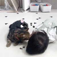 赤ちゃんの顔に顔を近づける猫