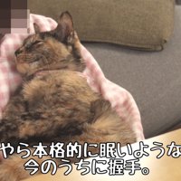 眠そうな猫