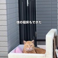 箱に入った猫