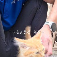 なでられる子猫
