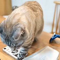 机を歩く猫
