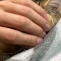 顔を撫でられる猫2