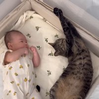 ベビーベッドで寝る赤ちゃんとキジトラ猫