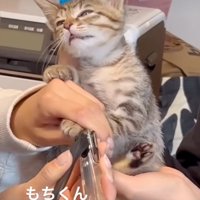 全く動かない子猫