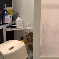 浴室へ入ってきた猫
