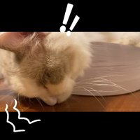 床に顔をつけて寝ている猫