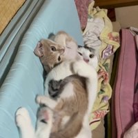 子猫を抱きしめている猫