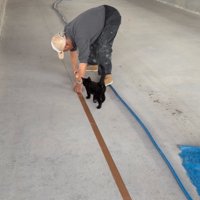 近づいていく子猫