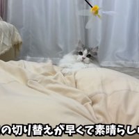 じゃらしで遊ぶしろちゃん