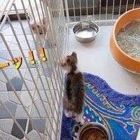 先住猫と向かい合う子猫