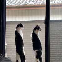 窓の外を眺める猫2匹の後ろ姿2