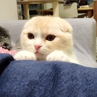 飼い主の脚に手を置く猫