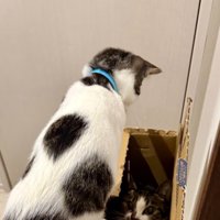 空き箱の中にいるキジ白猫を見つめる青い首輪をしている猫
