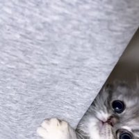 しがみつく猫の写真1