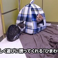 猫ハウスから顔を出す猫