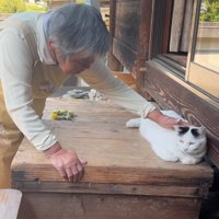 撫でられる猫