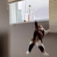 ジャンプに失敗する猫