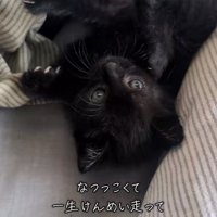 布団の上で寝転がる黒猫