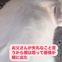 床に寝そべって遠くを見つめる猫