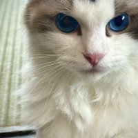 猫の顔