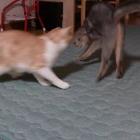 茶白猫に迫られる猫