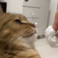 猫の口をティッシュで拭く人の手